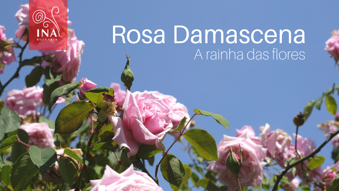É por isto que quer OURO Líquido nos seus produtos de cuidado da pele e cabelo - A rainha das flores da InaEssentials