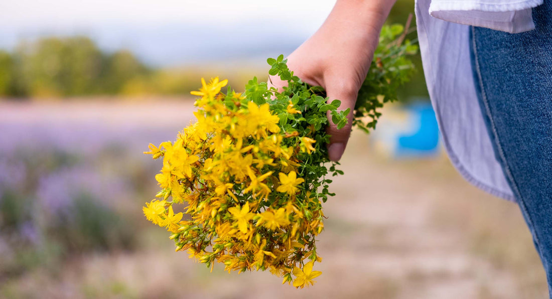 Como nutrir a pele com Psoríase? Uma família criou esta água com um único ingrediente: Erva de S. João