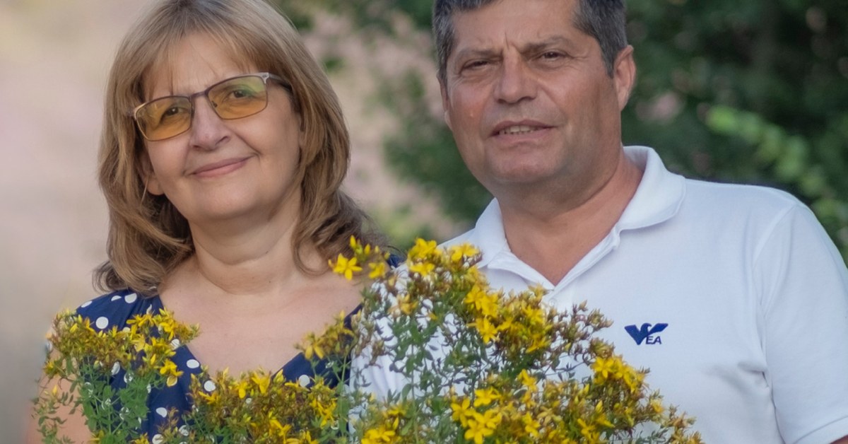 Hipericão Hypericum perforatum colhido pela família Ralchevi