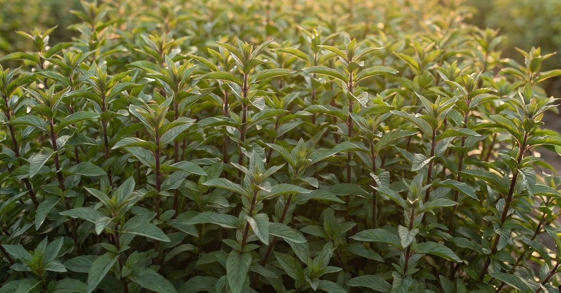 Hortelã-pimenta Mentha piperita e Água de Hortelã-Pimenta Orgânica Hydrolina