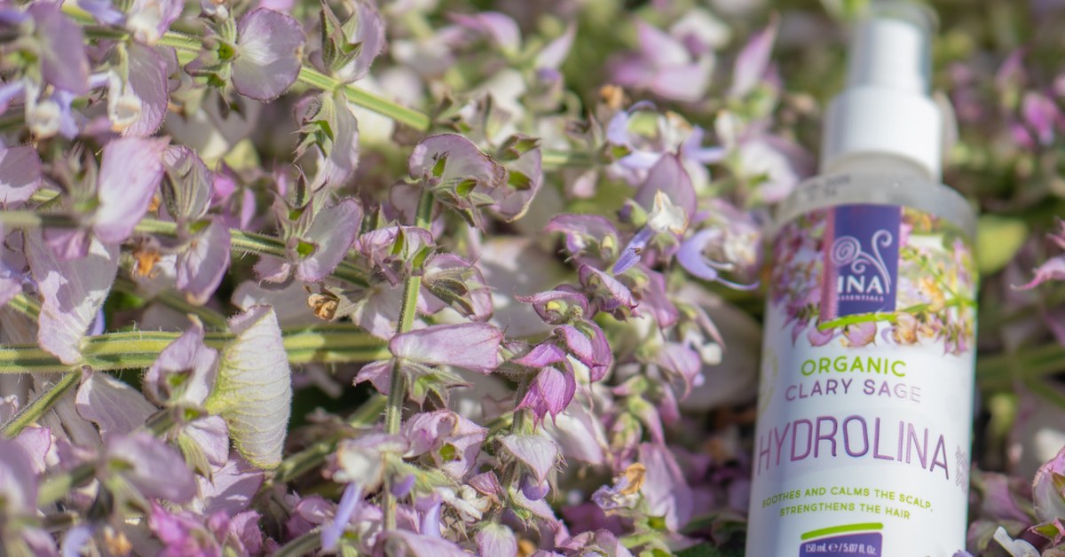 Sálvia esclareia Salvia sclarea e Água de Sálvia Orgânica Hydrolina